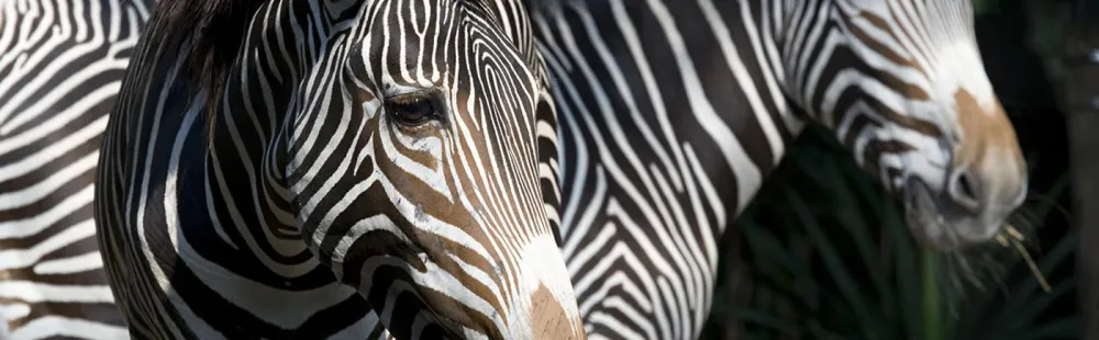 Equus grevyi, Grevy's Zebra