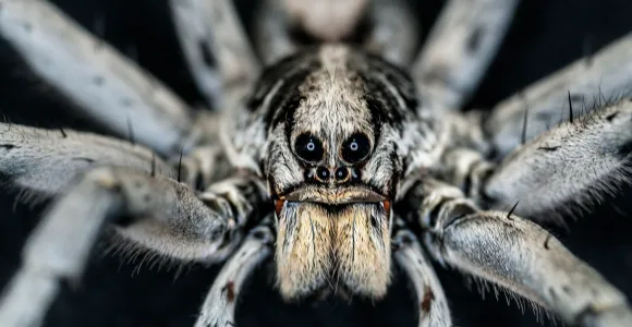 Wolf spider