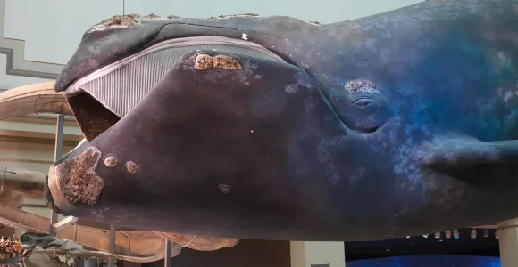 a right whale hangs in the ocean hall