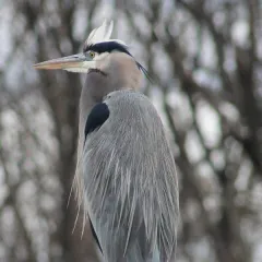 Kenilworth Park and Aquatic Garden Bird Walk