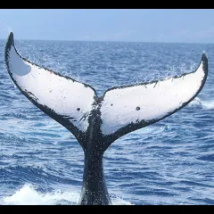 Dive Into Your National Marine Sanctuaries!