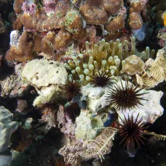 Close up view, colorful reef with many different shapes