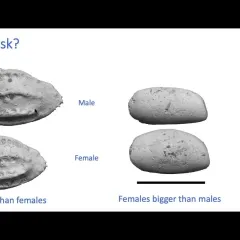 Presentation slide titled, Extinction Risk?, with two sets of oval-shaped fossils. Paleontologists Gene Hunt and host Laura Soul appear in small boxes next to the slide.