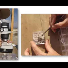 Video screenshot of two images of Jennifer Clark, a light-skinned woman, using a microscope, and using tweezers to pick up tiny bones