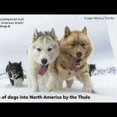 Six dogs pulling a sled through snow