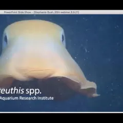 An orange-yellow octopus with two eyes, Opisthoteuthis spp.