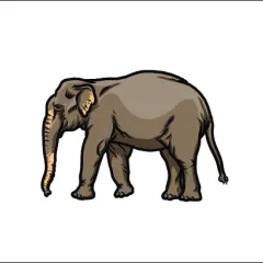 Asian elephant illustration
