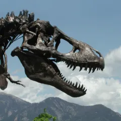 Head shot of T. rex skeleton with Rocky Mountains in the background.