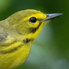 warbler