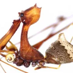 Spider with large jaws compared to other body parts