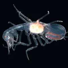 An almost transparent creature except for eyes, joints, and internal organs