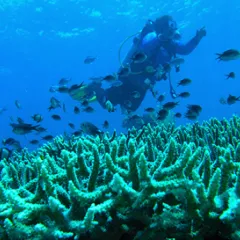 Scientist underwater in scuba gear, swimming over reef with numerous fish