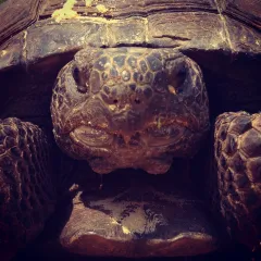 Gopher tortoise close-up of face