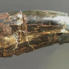Large shiny tooth with serrated edges.