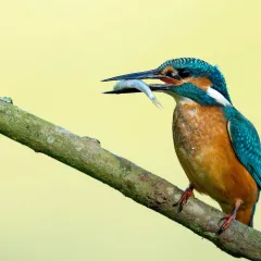 a kingfisher sits with a fish in mouth