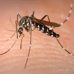 Female mosquito inserting proboscis into skin of human host.