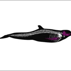 Illustration of a silhouette of a pilot whale, showing the whale's skeleton