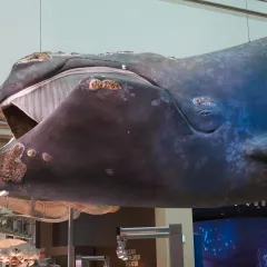 a right whale hangs in the ocean hall