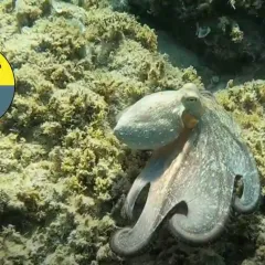 A gray-green octopus and some fish swim over a coral reef. On the left side is a small graphic of a pie chart, with 25 percent of it colored yellow. There are icons of a fish, octopus, shark, and jellyfish on the chart.
