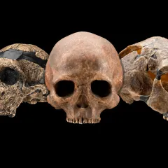 3 skulls (cranium only) against a black background.