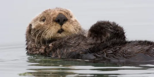 Play Date at NMNH: Pockets & Pouches