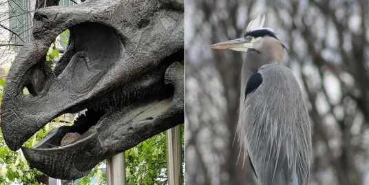National Mall Bird Walk