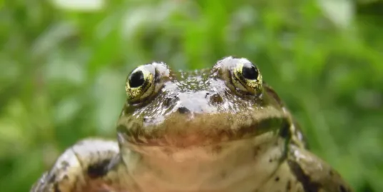 The World and Me: Amphibian Week Kickoff Celebration with the USDA Forest Service and Friends!