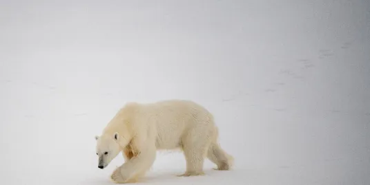 Play Date at NMNH: At Home in a Habitat - Arctic Edition
