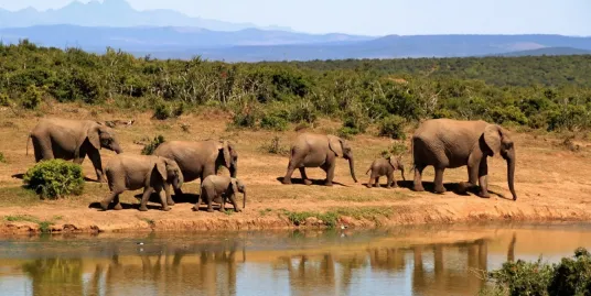 Play Date at NMNH: World Elephant Day!