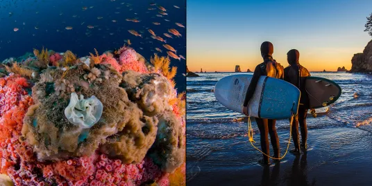 Dive Into Your National Marine Sanctuaries!