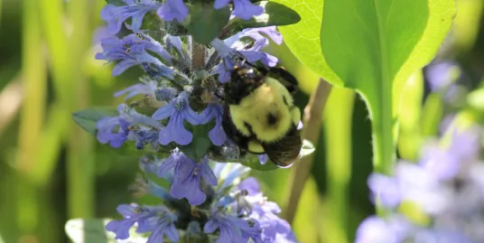 Play Date at NMNH: Nature Explorations