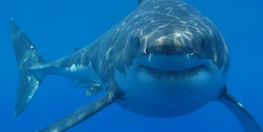 Play Date at NMNH: Teeth in the Ocean