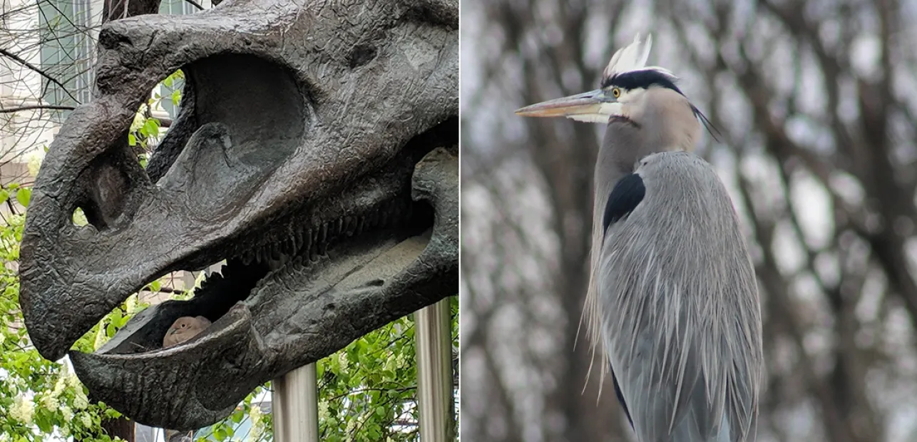 National Mall Bird Walk