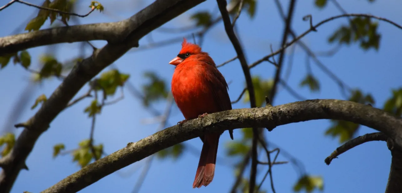 Play Date at NMNH: Birdwatching!