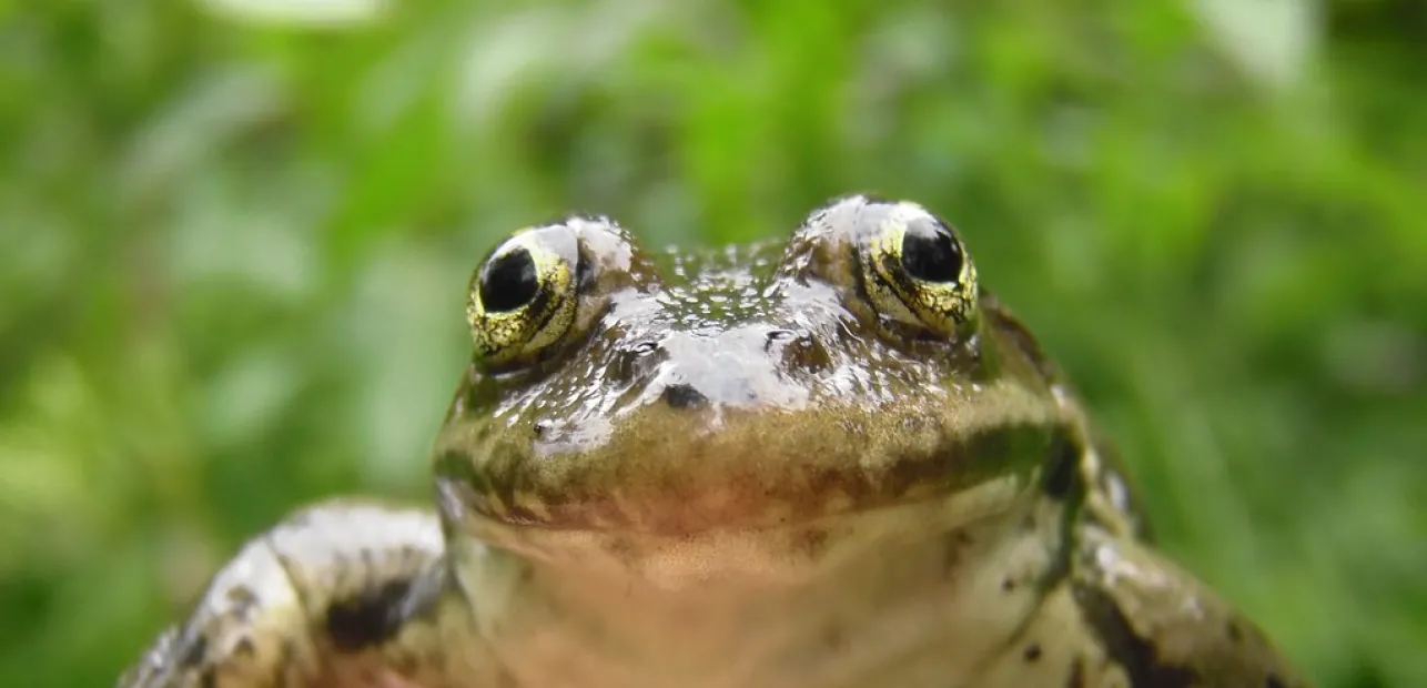 Play Date at NMNH: Amphibian Week Celebration!