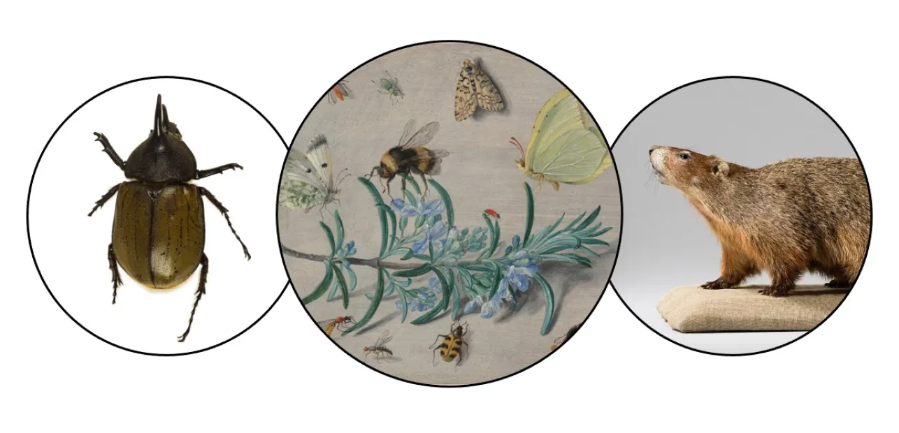 Play Date at NMNH: Little Beasts