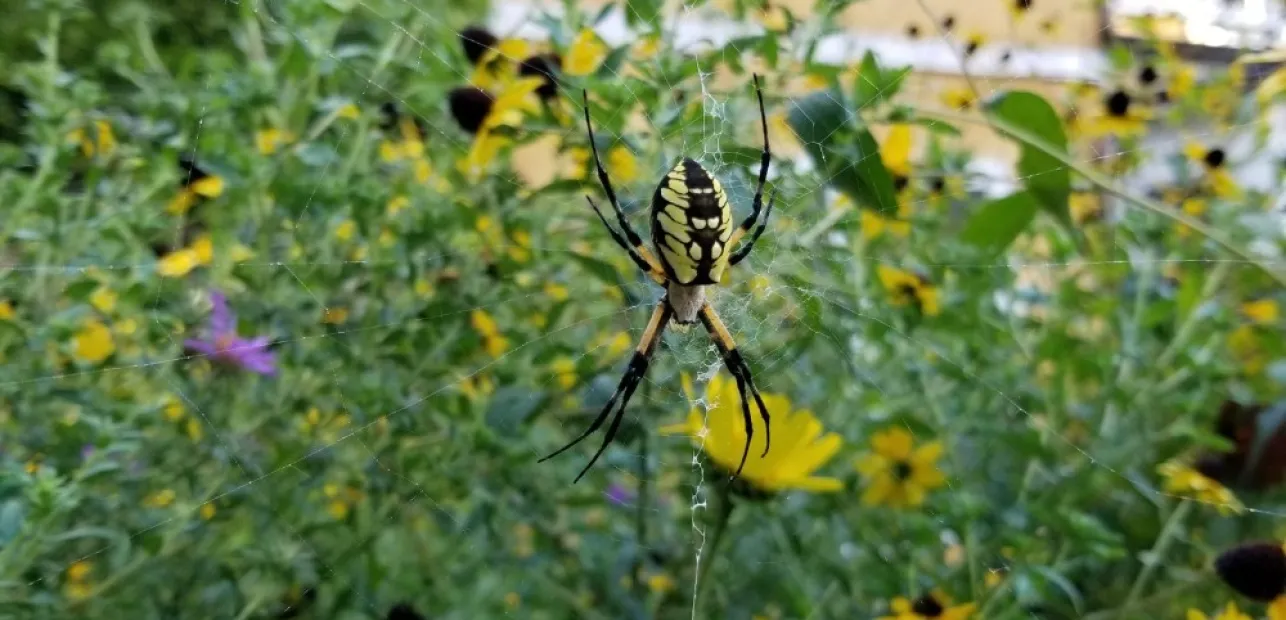 Play Date at NMNH: Awesome Arachnids!