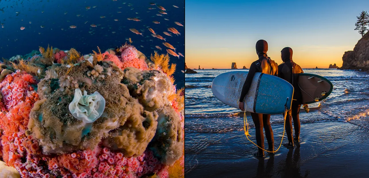 Dive Into Your National Marine Sanctuaries!