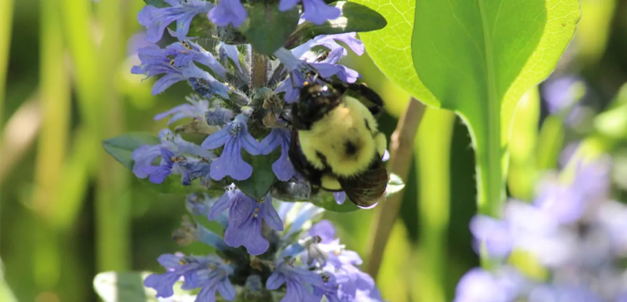 Play Date at NMNH: Nature Explorations