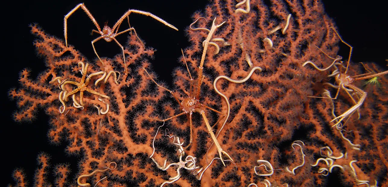 Play Date at NMNH: Dive into the Deep Sea