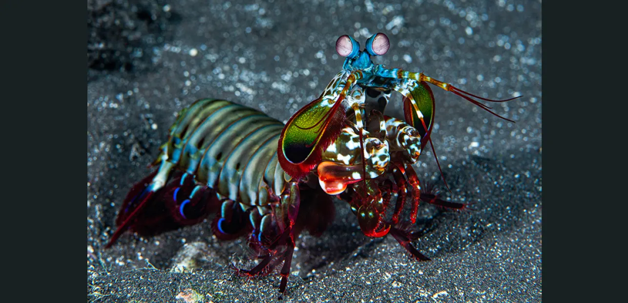 The Mantis Shrimp: Beautiful, Dangerous, and Powerful