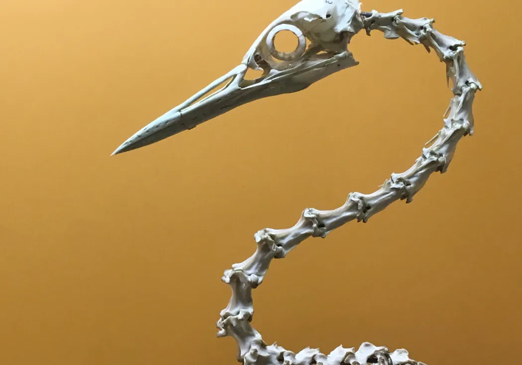 a bird skeleton