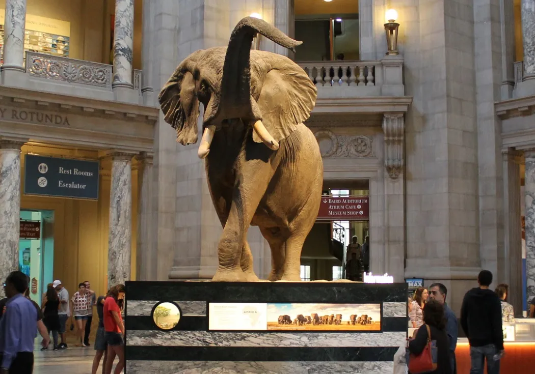 Henry the elephant front view on new platform in Rotunda