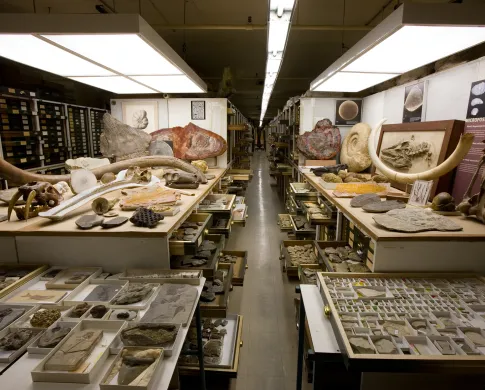 Image depicts an aisle in the paleobiology collections space with many fossils displayed to show the variety and vastness of the collection.