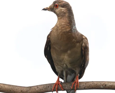 Martha, The Last Passenger Pigeon