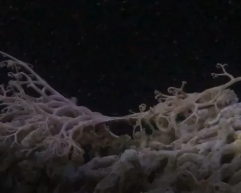 a brittle star splits