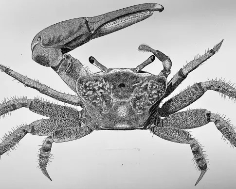 Crab Illustration