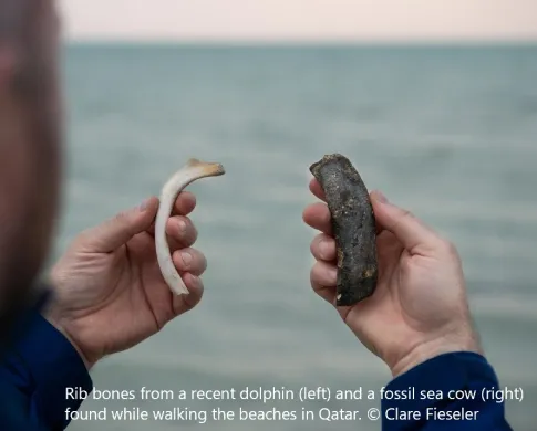 dugong rib
