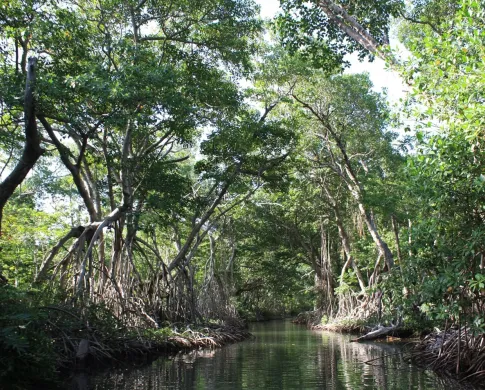 a channel of water flows beneath a tangle of overhanging trees