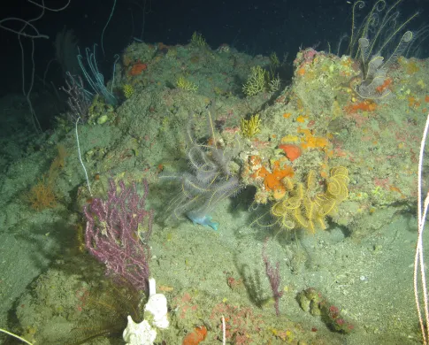 Brownish grey rocks and sand on the dark seafloor are illuminated by a flood light, showing patches of yellow, orange and pink sponges. Purple, white, and yellow soft corals are attached to the rocks, and long feathery arms of crinoids poke out of crevices.